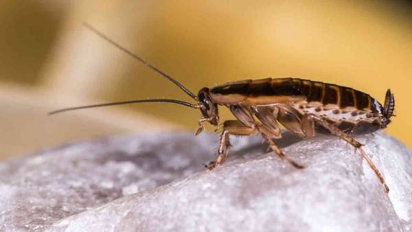 Ada beberapa fakta menarik mengenai kecoa termasuk hewan tersebut bisa bertahan hidup tanpa kepala | Foto: PixabayErik_Karits