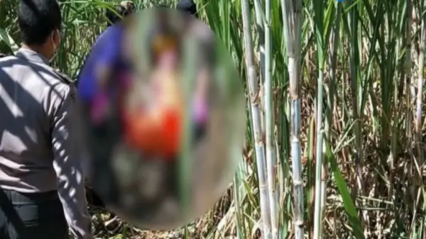 Jasad Seorang Wanita dan Bayi Ditemukan di Kebun Tebu, Suami Jadi Tersangka (Sumber : YouTube Serambinews)