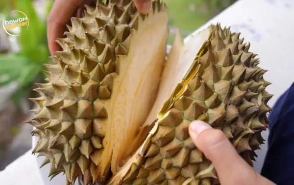 Kulit durian untuk mengusir tikus (tangkapan layar youtube @HewanPopuler)