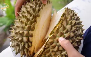 Kulit durian untuk mengusir tikus (tangkapan layar youtube @HewanPopuler)