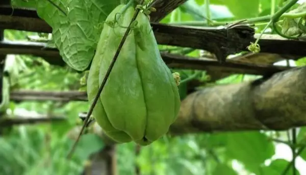 Ilustrasi. Labu Siam Baik untuk Ibu Hamil, Jantung, hingga Tekanan Darah (Sumber : Instagram/@petanirasional)