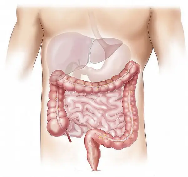 Ilustrasi Organ Reproduksi Dan Penyakitnya yang Patut Diketahui dan Dipahami (Sumber : pixabay.com/@kenma23)