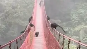 Tangkapan layar video viral di media sosial, Lutung Jawa mengerubungi jembatan merah di Lembah Purba Situ Gunung Sukabumi. (Sumber : Istimewa)
