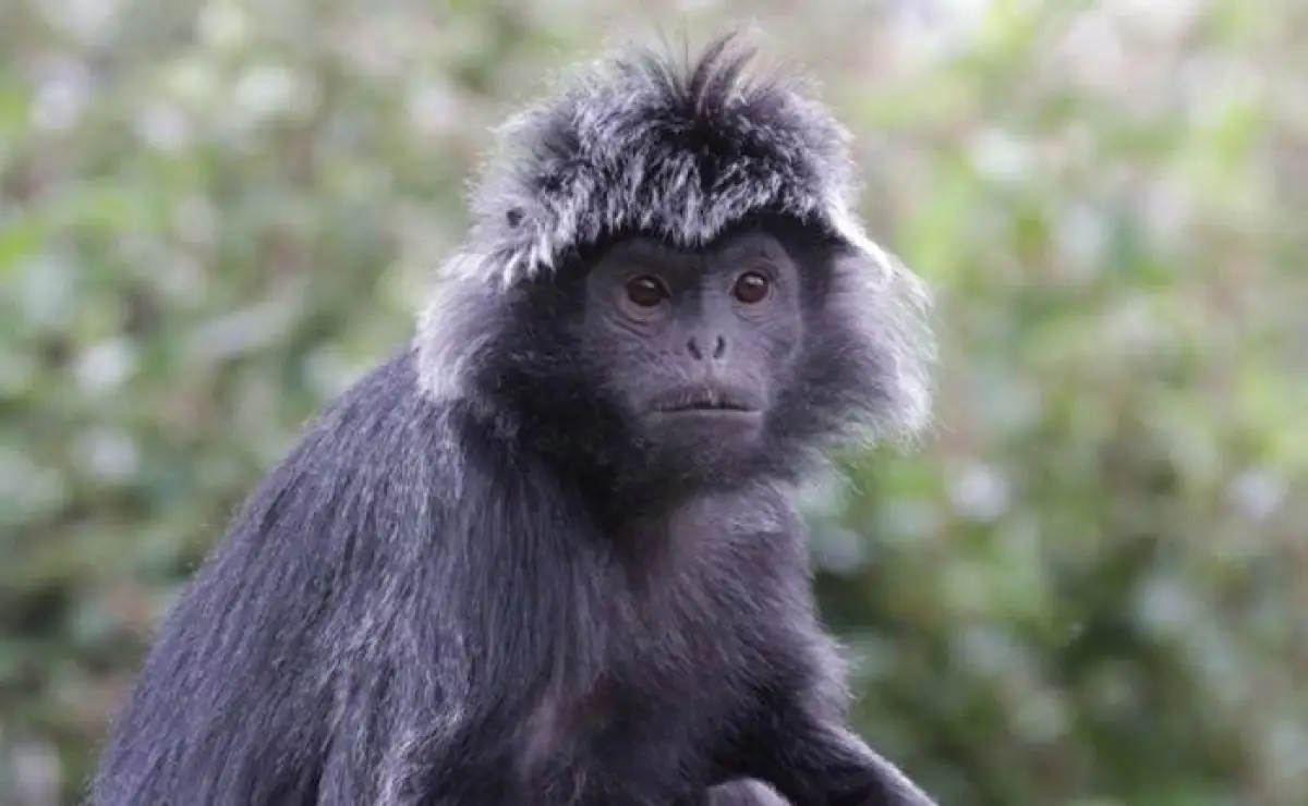 Lutung dari SM Cikepuh Masuk Kampung Tamanjaya Sukabumi, Alami Luka di Kaki
