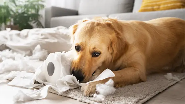 Ilustrasi - Anjing yang suka menggigit barang sering melakukannya karena berbagai alasan seperti kebosanan, tumbuh gigi (pada anak anjing), kecemasan, atau insting alamiah mereka. (Sumber : Freepik.com).