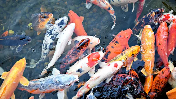 Ilustrasi - Memelihara ikan koi bagi pemula, ada beberapa hal penting yang perlu diperhatikan untuk memastikan ikan koi tetap sehat dan tumbuh dengan baik. (Sumber : Pixabay.com/@ DearlyReloved).