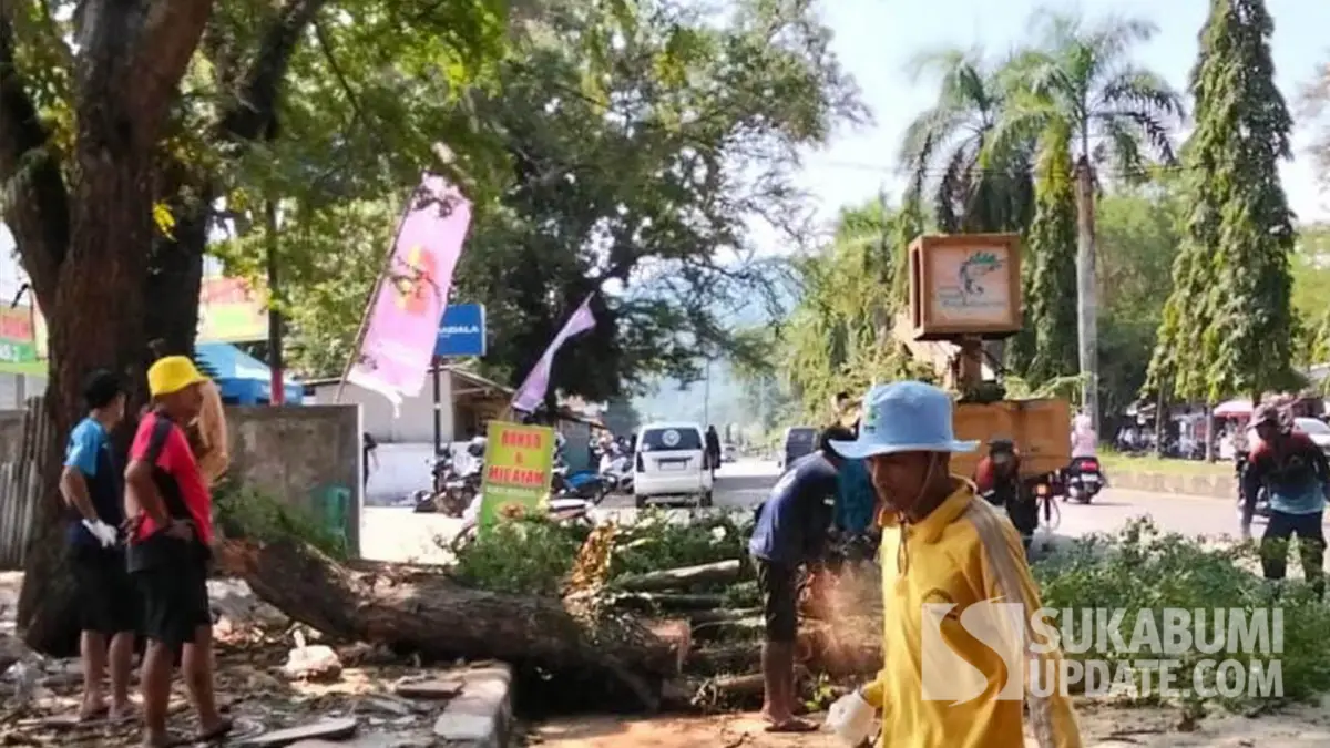 Respons Aduan Warga, Dinas PU Tebang Pohon Tua di Jalan Ahmad Yani Palabuhanratu