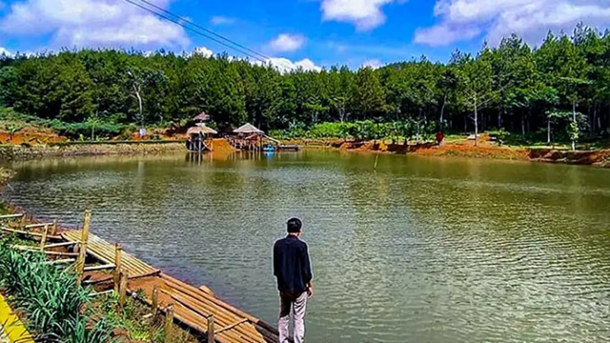 Situ Cukang Paku: Wisata Alam Sejuk di Sukabumi dengan Hamparan Pohon Pinus