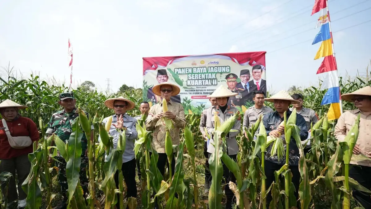 Panen Raya Jagung Serentak, Ketua DPRD Kota Sukabumi Dukung Swasembada Pangan