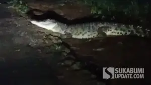 Buaya penghuni Situ Habibi Sukabumi terpantau naik ke jalan (Sumber: dok warga)