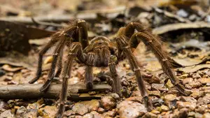Kalau Peter Parker digigit laba-laba pengembara Brasil, mungkin dia tidak jadi pahlawan, tapi pasien IGD! (Sumber : Freepik.com/@wirestock).