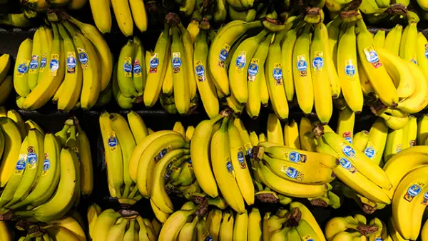 Manis, lembut, dan super bergizi! Pisang Cavendish bukan cuma enak disantap, tapi juga penuh manfaat untuk tubuhmu. (Sumber : unsplash.com/@Zoshua Colah).