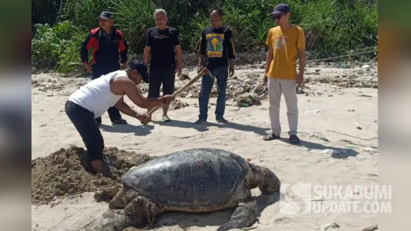 Warga kuburkan penyu hijau tua yang ditemukan mati di pantai Minajaya Sukabumi (Sumber: dok warga)