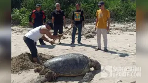 Warga kuburkan penyu hijau tua yang ditemukan mati di pantai Minajaya Sukabumi (Sumber: dok warga)