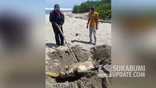 Proses penguburan mayat induk penyu hijau yang ditemukan mati di kawasan Legok Salenggang, sebelah timur Pantai Minajaya, Desa Buniwangi, Kecamatan Surade, Kabupaten Sukabumi. | Foto: SU/Ragil Gilang