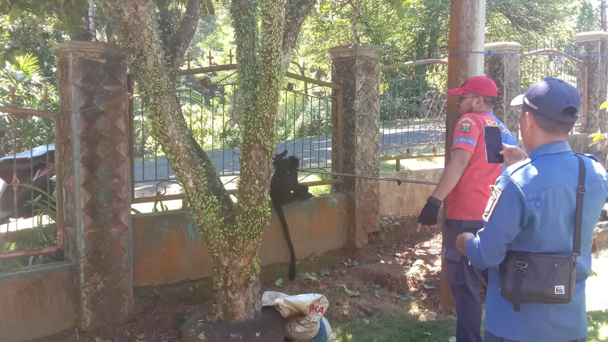 Damkar Ciemas saat mencoba mengevakuasi lutung liar yang masuk permukiman warga di Kampung Tamanjaya. | Foto: Damkar Ciemas