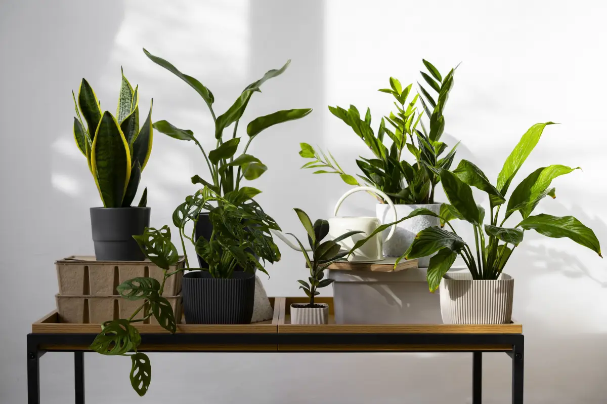 Mood Booster Alami: 7 Tanaman Hias Pengurang Stres di Rumah