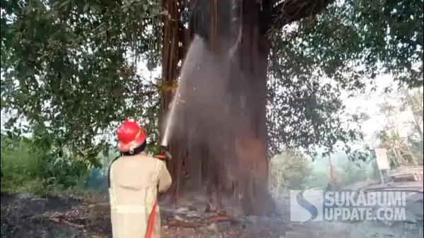 Petugas Damkar saat memadamkan api yang membakar pohon beringin tua keramat berusia puluhan tahun di pinggir jalan Nasional Tegalbuleud Sukabumi. (Sumber Foto: Istimewa)