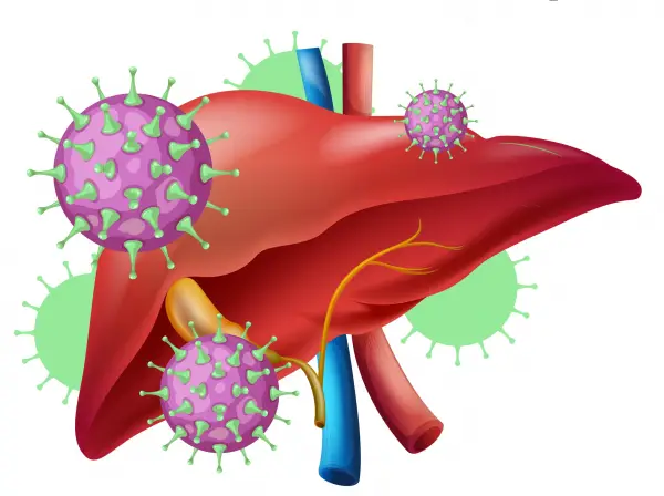 Ilustrasi Virus Hepatitis, Hari Hepatitis Sedunia: Kenali, dan Cegah Sejak Dini! (Sumber : kemenkes)
