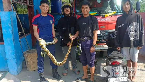 Petugas Posko VII Sukaraja bersama warga memegang ular sanca batik (Python reticulatus) hasil evakuasi dari permukiman. (Sumber Foto: Istimewa)