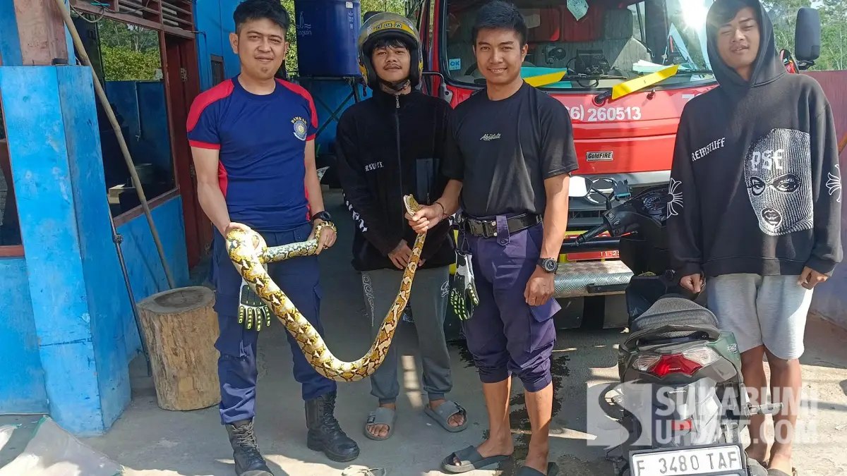 Dua Hari Berturut-turut Ular Sanca Batik Dievakuasi dari Permukiman Sukabumi