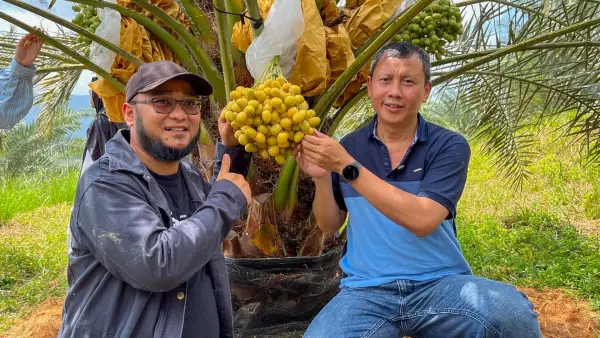 Anggota Komisi IV DPR RI Fraksi PKS, drh Slamet (kanan), mengunjungi kebun kurma di Desa Mekarsakti, Kecamatan Ciemas, Kabupaten Sukabumi, pada 9 Agustus 2025. | Foto: Istimewa