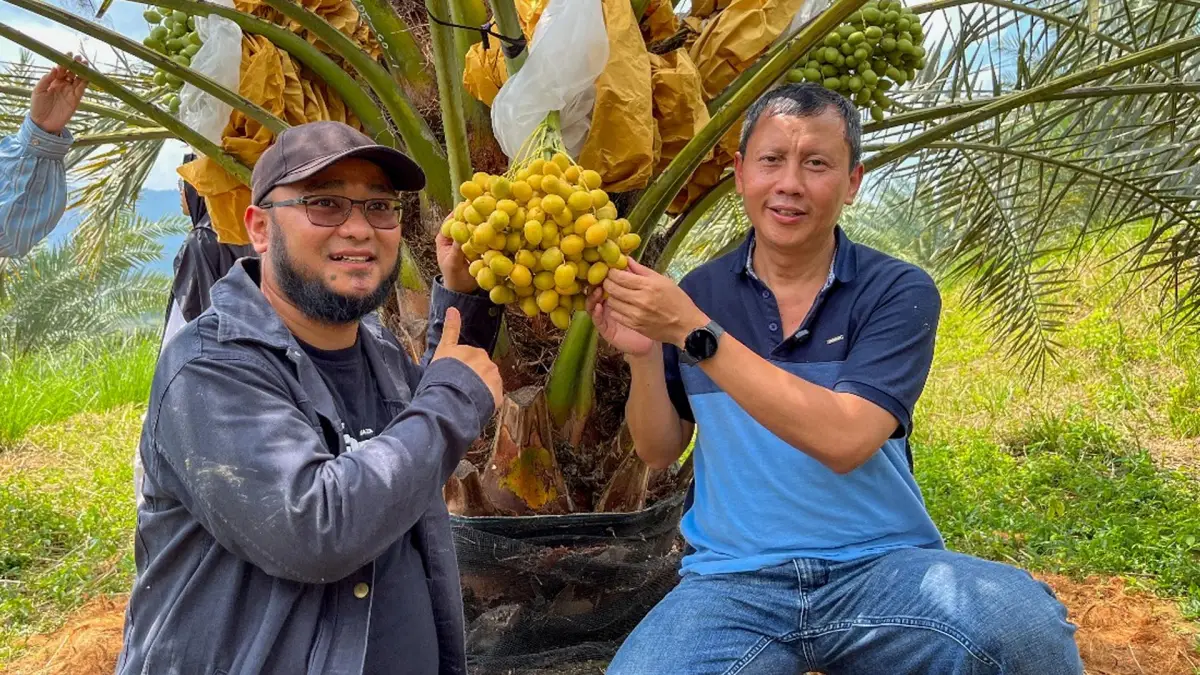 Kurma Tumbuh di Sukabumi! Slamet Kunjungi Kebun Unik di Mekarsakti, Tinjau 462 Pohon