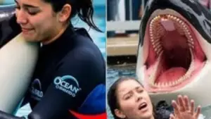 Konten tragis jessica pelatih paus orca (Sumber: dok medsos)