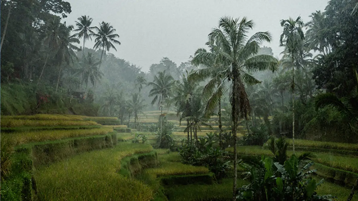 Kemarau Basah Diprediksi hingga Oktober 2025, BMKG: Waspada Potensi Cuaca Ekstrem
