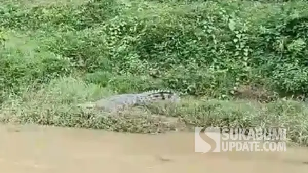 Seekor buaya saat berjemur di pinggir Sungai Cikaso, Kabupaten Sukabumi, tepatnya di lokasi Batu Hiji, pada 15 Agustus 2025 sekira pukul 15.00 WIB. | Foto: Istimewa
