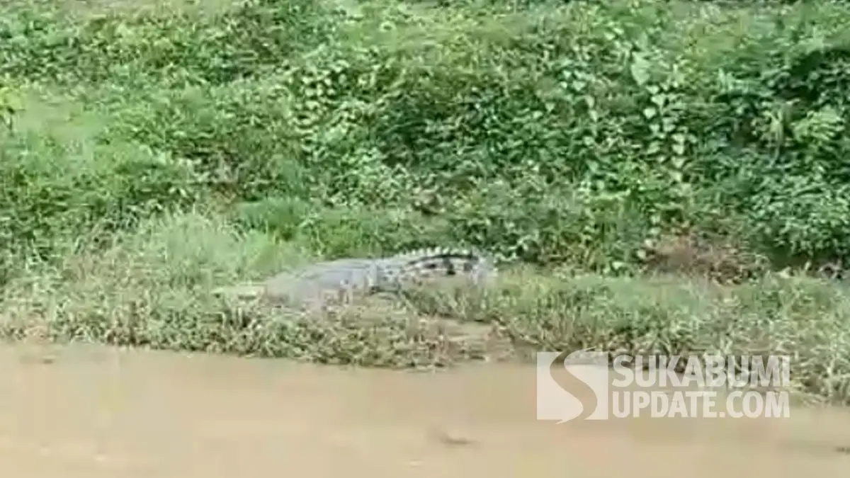 Terekam Kamera! Buaya Raksasa Berjemur di Pinggir Sungai Cikaso Sukabumi