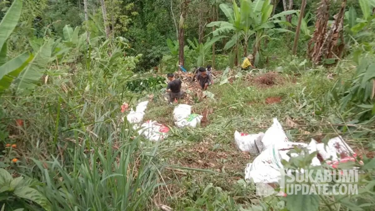 Truk Pupuk Terjun ke Jurang 100 Meter di Tanjakan Letter S Cikidang Sukabumi, Sopir Selamat