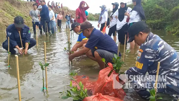 Penanaman mangrove di kawasan Muara Cikakap, Desa Ujunggenteng, Kecamatan Ciracap, Kabupaten Sukabumi. | Foto: SU/Ragil Gilang