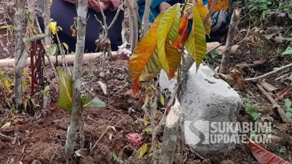 Suasana Makam Raya (3 tahun) di Kampung Padangenyang RT 06/03 Desa Cianaga, Kecamatan Kabandungan, Kabupaten Sukabumi, pada 20 Agustus 2025. | Foto: SU/Ibnu Sanubari