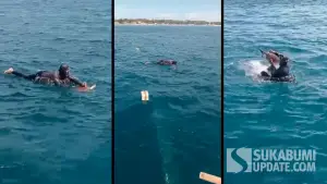 Proses penyelamatan seekor penyu hijau yang terjerat jaring nelayan di perairan Ujunggenteng Sukabumi. (Sumber Foto: Tangkapan layar video/Istimewa)