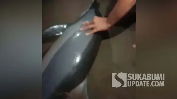 Tangkapan layar rekaman video saat lumba-lumba dievakuasi di wilayah Pantai Citepus, Kecamatan Palabuhanratu, Kabupaten Sukabumi. | Foto: Istimewa