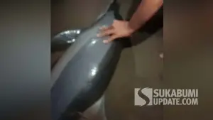 Tangkapan layar rekaman video saat lumba-lumba dievakuasi di wilayah Pantai Citepus, Kecamatan Palabuhanratu, Kabupaten Sukabumi. | Foto: Istimewa