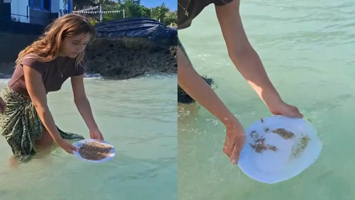 Atraksi Lepas Baby Lobster ke Laut, Jadi Magnet Baru Turis Asing di Ujunggenteng Sukabumi