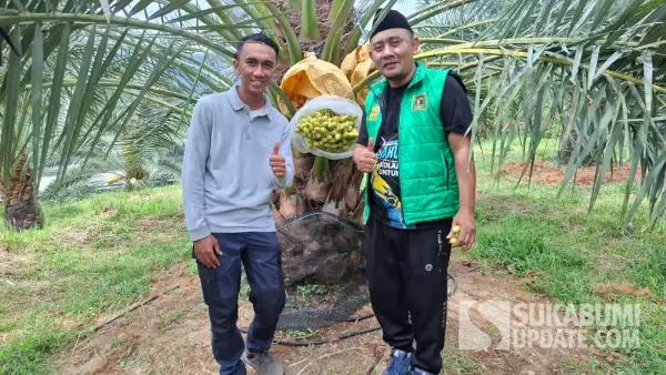 Anggota DPRD Kabupaten Sukabumi  Andri Hidayana saat menyambangi kebun kurma di Desa Mekarsakti, Kecamatan Ciemas. (Sumber Foto: Istimewa)