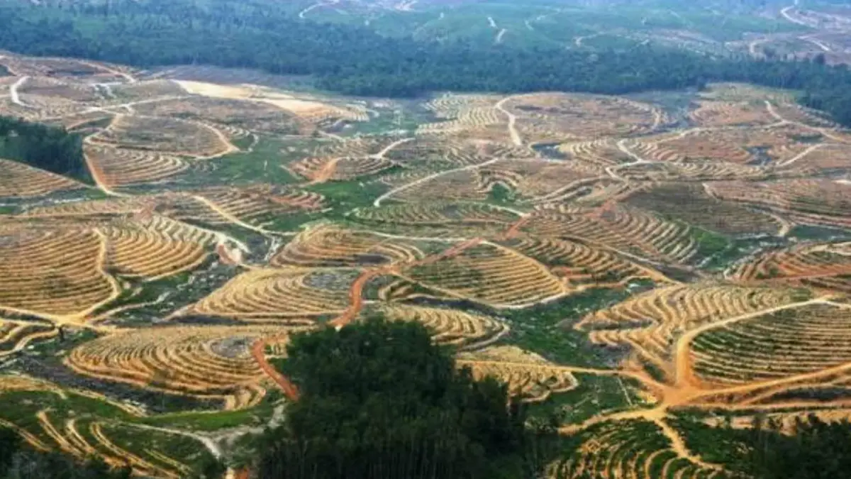 Salah kondisi hutan Indoensia akibat deporestisasi | Foto : Istimewa