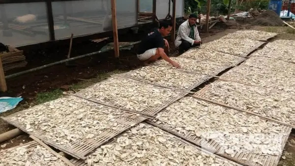 Produksi gaplek di Desa Bantarsari, Kecamatan Pabuaran, Kabupaten Sukabumi | Foto : Ragil Gilang