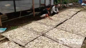 Produksi gaplek di Desa Bantarsari, Kecamatan Pabuaran, Kabupaten Sukabumi | Foto : Ragil Gilang