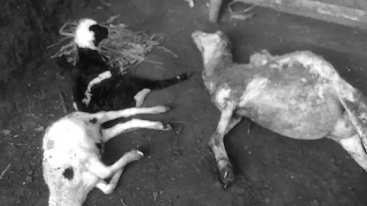Kondisi Domba yang mati dengan kondisi luka di Desa Gunungmalang, Kecamatan Cikidang, Kabupaten Sukabumi.