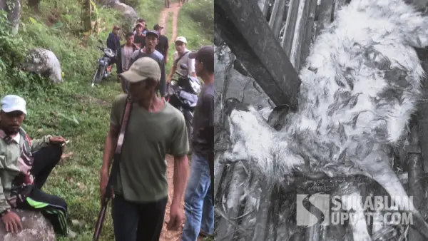 Puluhan warga menyisir hutan usai 25 ekor domba mati diterkam hewan buas diduga macan tutul di Desa Gunungmalang, Cikidang Sukabumi. (Sumber Foto: Istimewa)