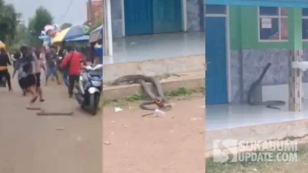 Penampakan King Cobra yang muncul di tengah hajatan dan hampir masuk sekolah di Ciemas Sukabumi. (Sumber Foto: Tangkapan layar video)