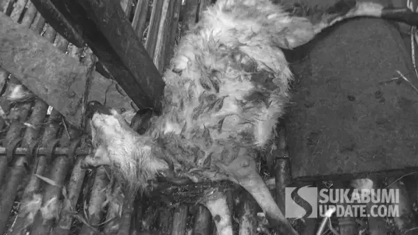 Ternak warga yang tewas diduga usai jadi sasasran hewan buas di Cikidang, Kabupaten Sukabumi. (Sumber: Dok Warga)