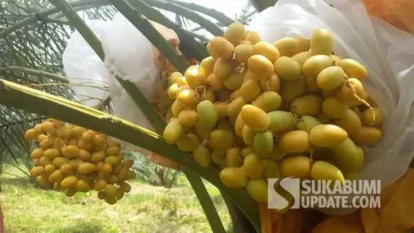 Pohon Kurma yang tumbuh subur di atas lahan seluas 7 hektare di Desa Mekarsakti, Kecamatan Ciemas, Kabupaten Sukabumi. (Sumber: SU/Ragil Gilang)