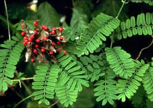 Daun dan biji saga, tanaman obat tradisional dengan segudang manfaat (Sumber : eatheweeds)