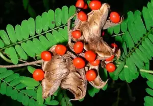 Tanaman Saga, tanaman obat tradisional yang kaya manfaat seperti  meredakan batuk, sakit tenggorokan, sariawan, hingga meningkatkan daya tahan tubuh (Sumber : poisonsinfo health)