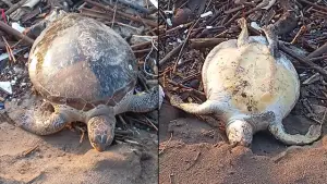 Bangkai penyu yang ditemukan mati terdampar di Pantai Ujunggenteng, Sukabumi. (Sumber : Dok Rukun Nelayan Ujunggenteng.).